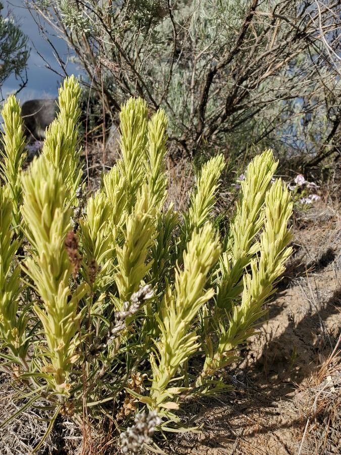 Castilleja cusickii leaf