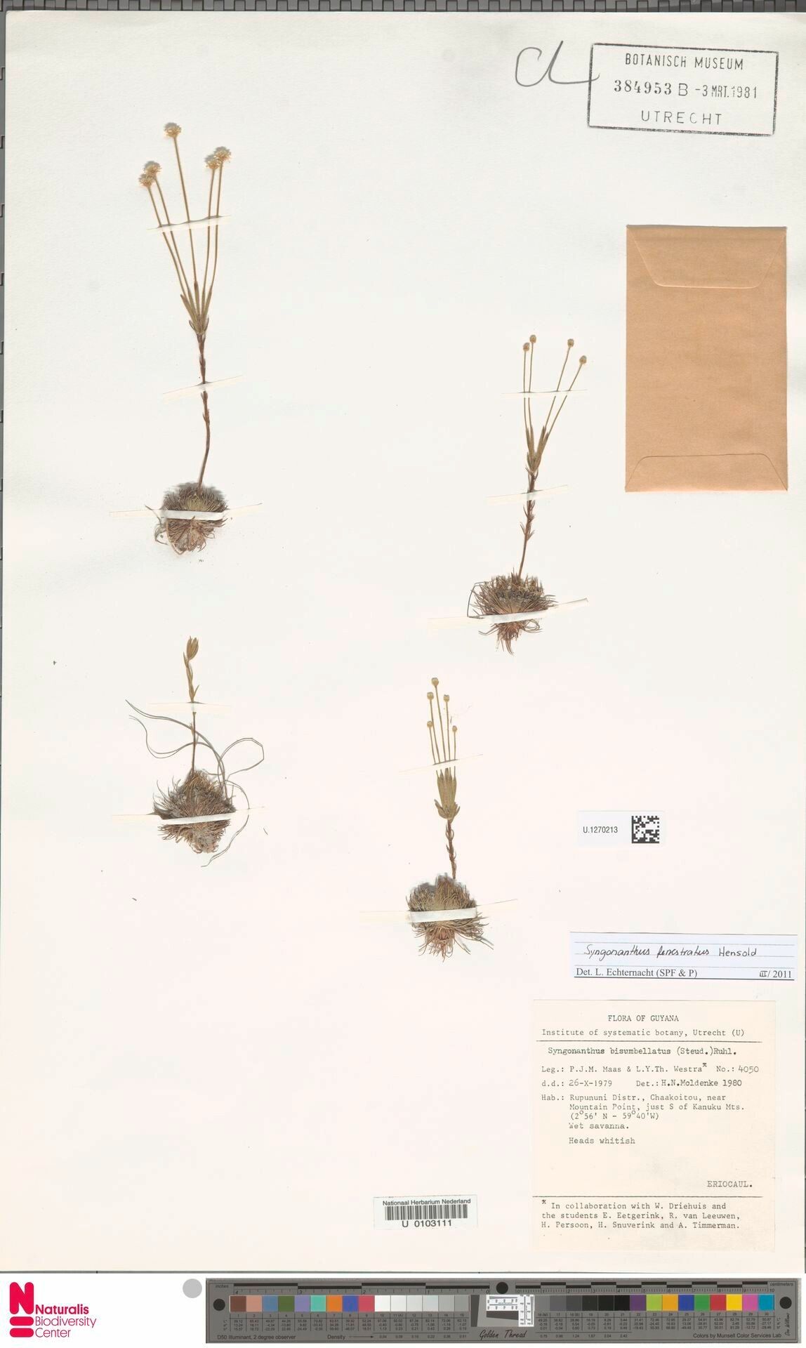 Syngonanthus fenestratus — houseplant care guide