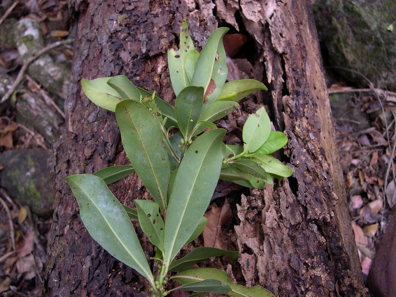 Myrsine ouameniensis habit
