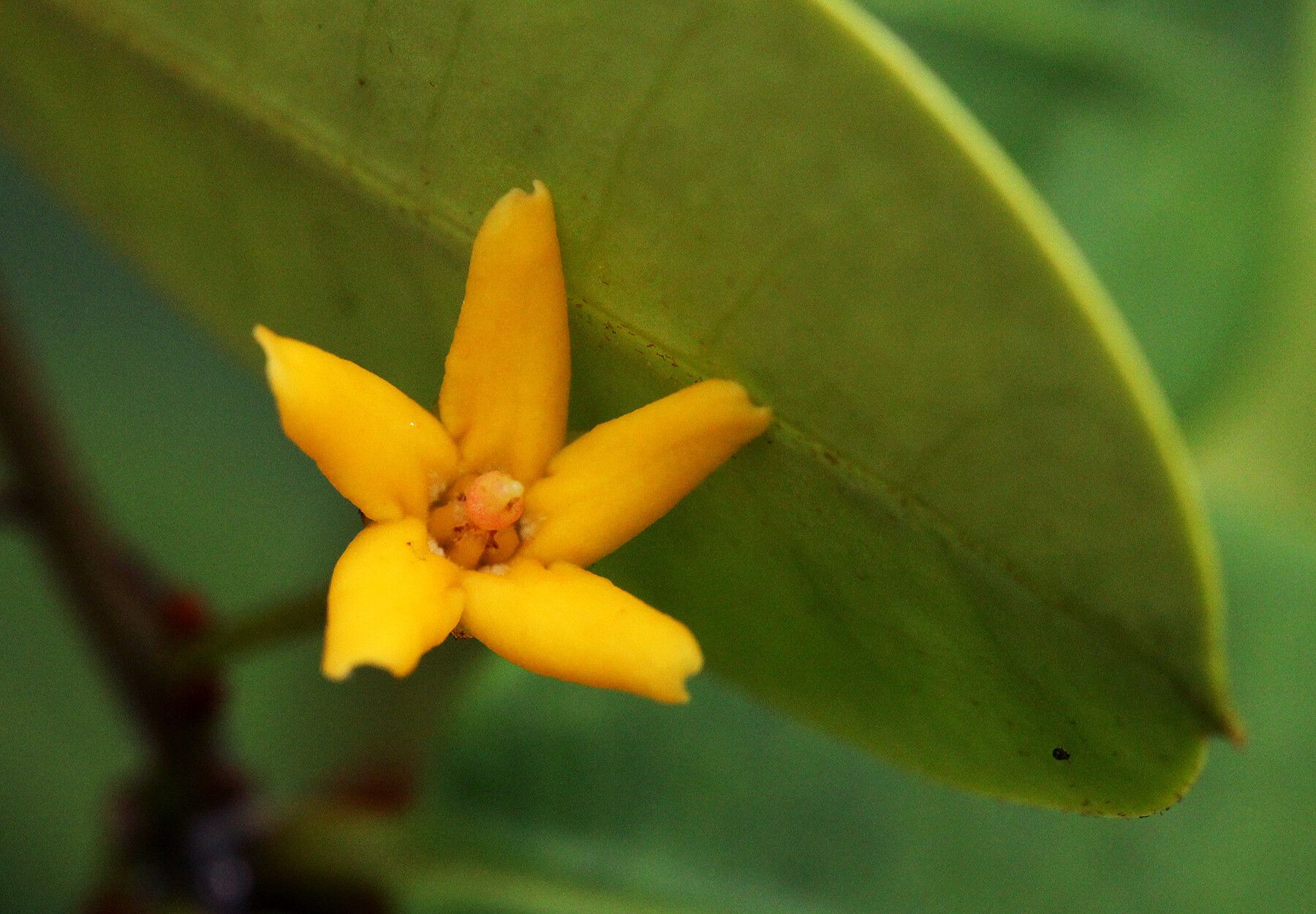Secamone brevipes flower