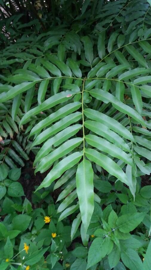 Phanerophlebia umbonata leaf