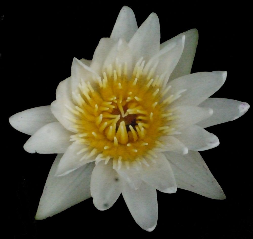 Nymphaea pubescens — search result for 'Nymphaea'