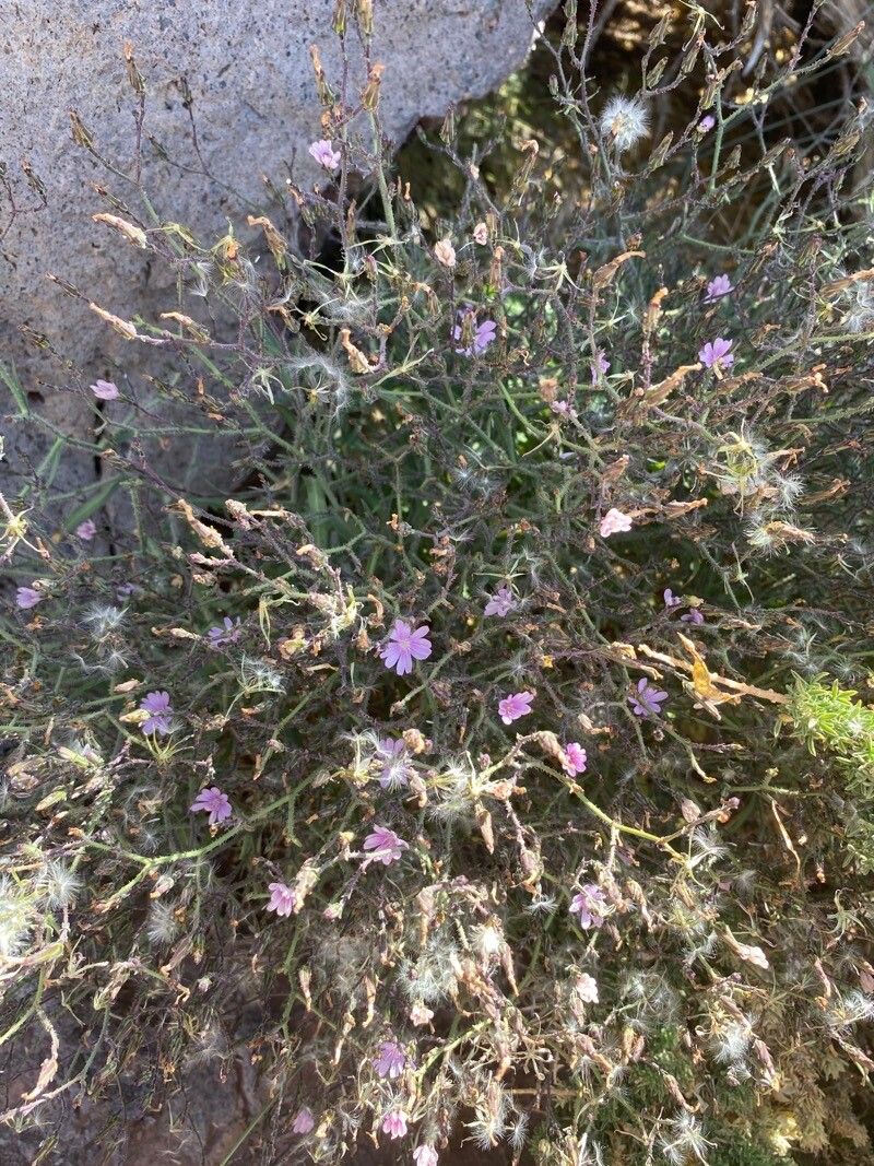 Lactuca palmensis habit