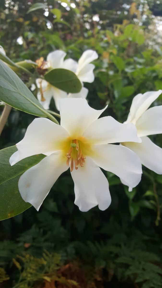 Rhododendron gardenia flower