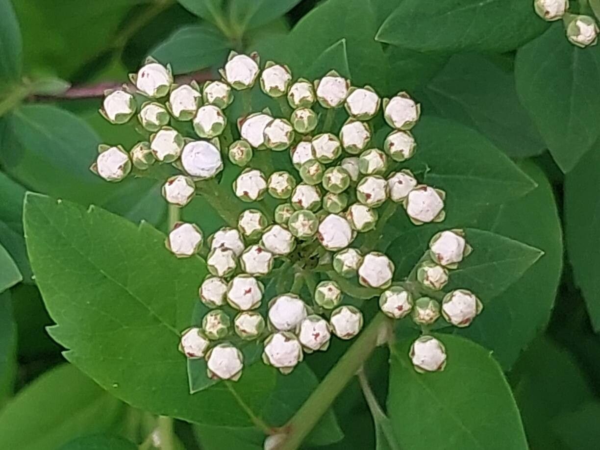 Spiraea canescens flower