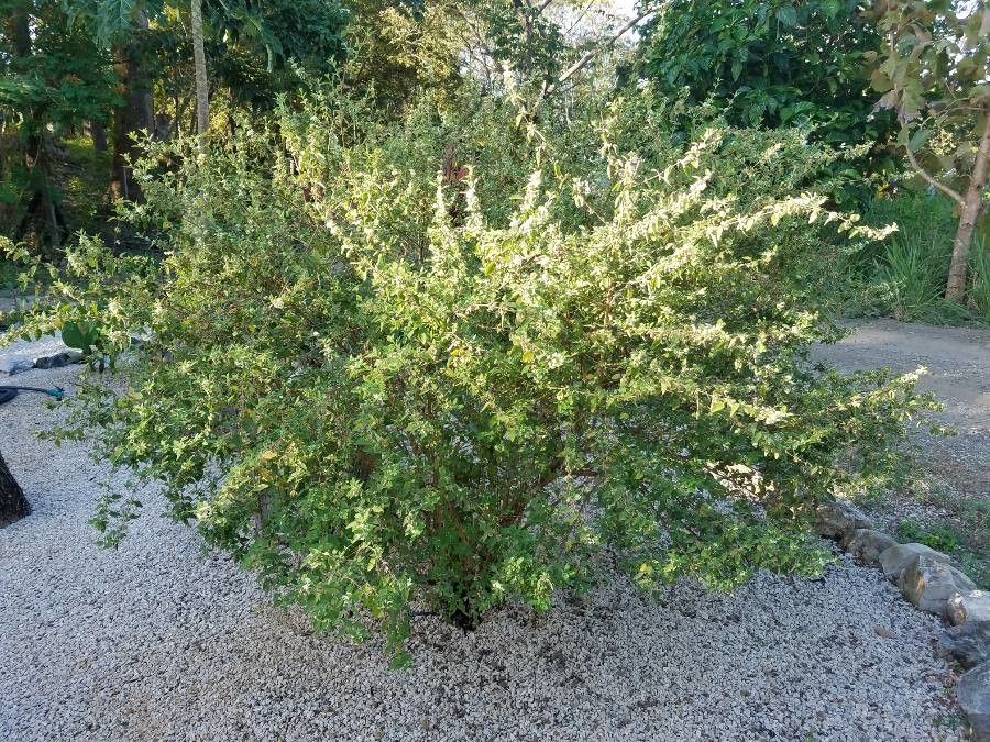 Lippia graveolens other