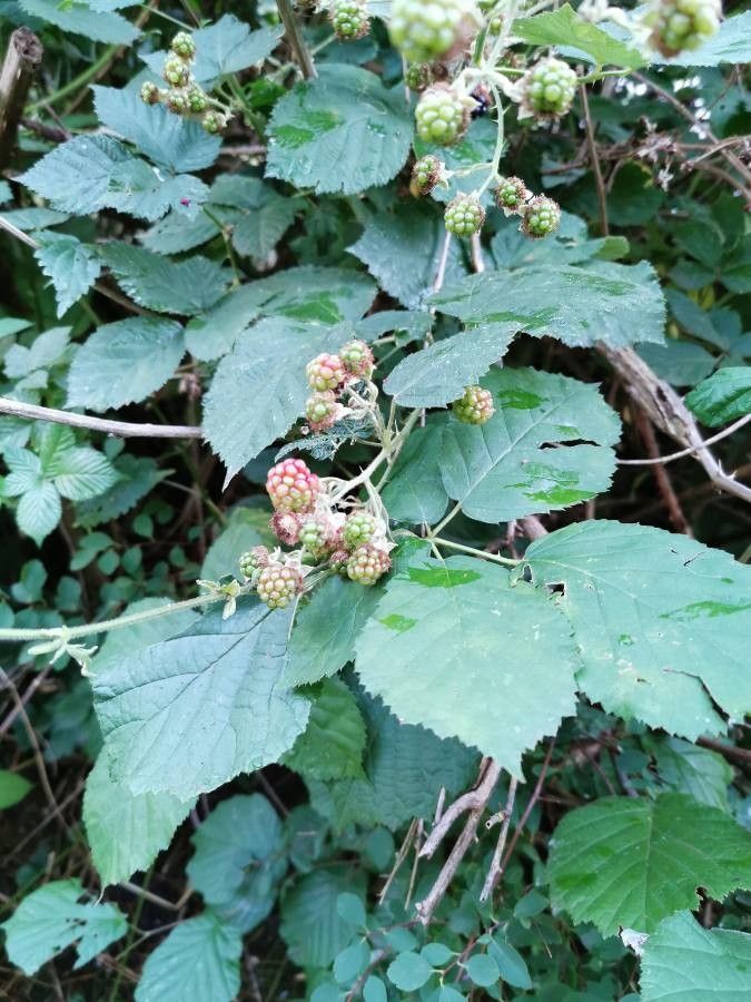 Rubus grabowskii fruit