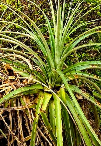 Puya ferruginea — search result for 'Puya'