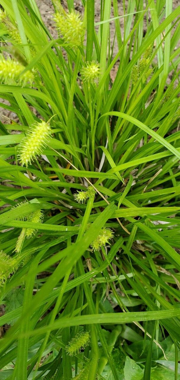 Carex hystericina