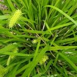Carex hystericina