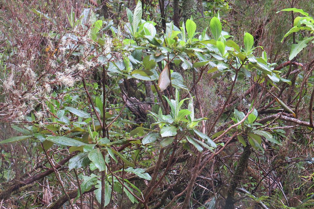 Digitalis sceptrum — search result for 'Digitalis'