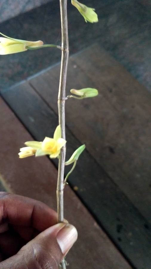 Melica mutica — houseplant care guide