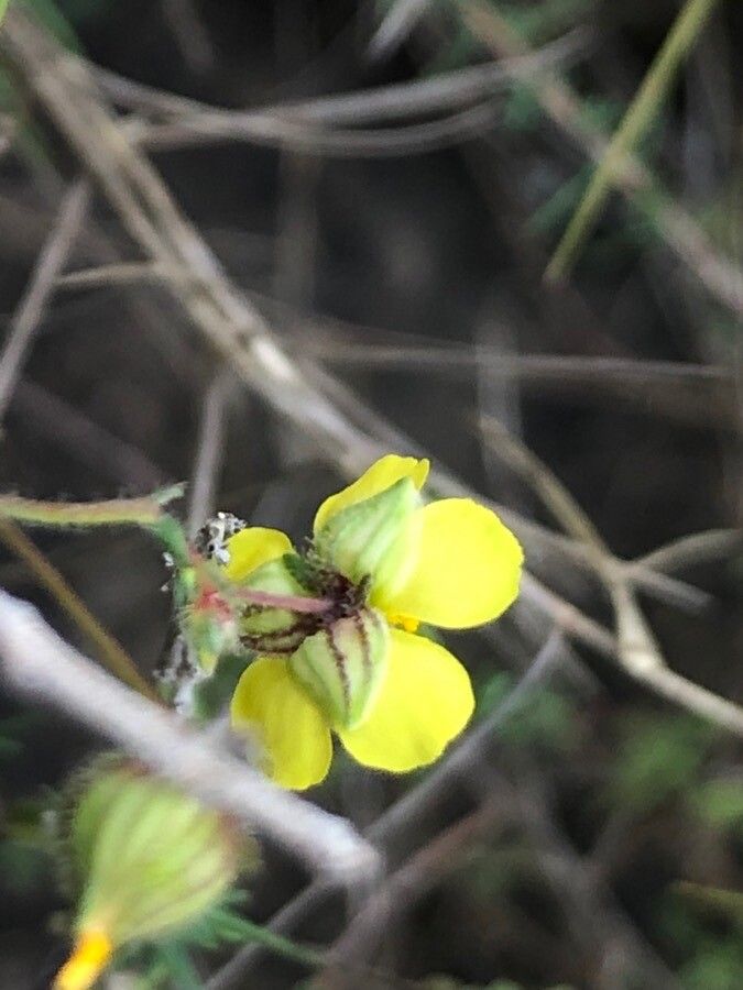 Fumana laevipes flower