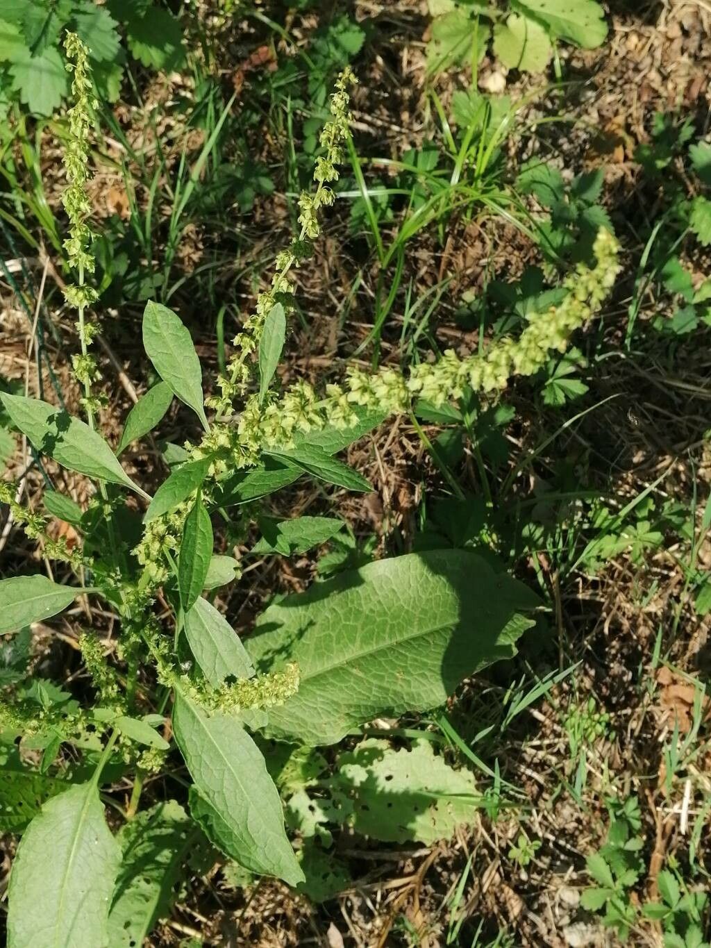 Rumex dentatus flower