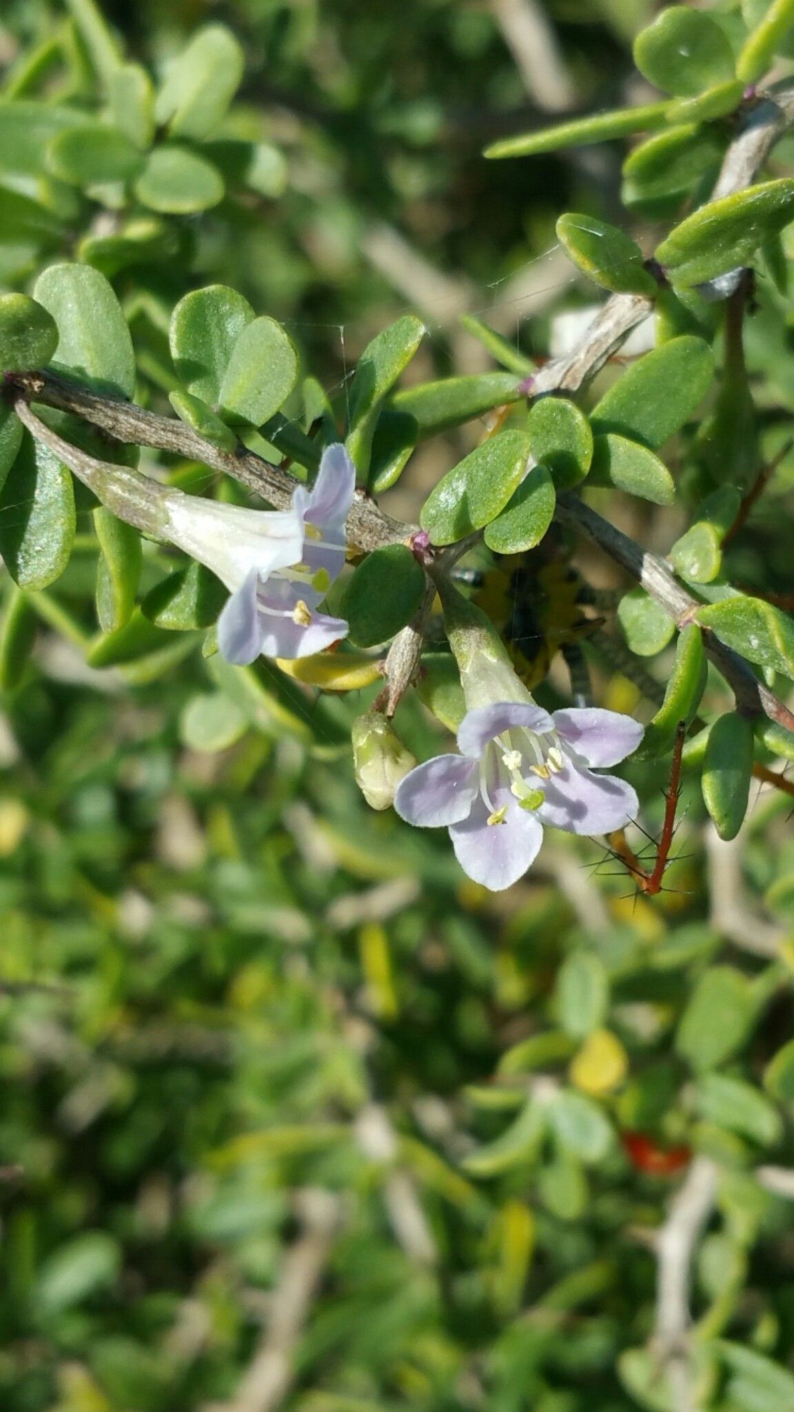 Lycium acutifolium flower