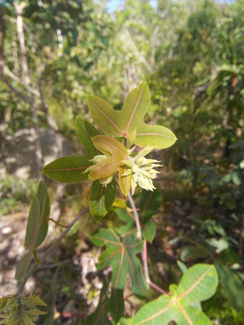 Manihot violacea other