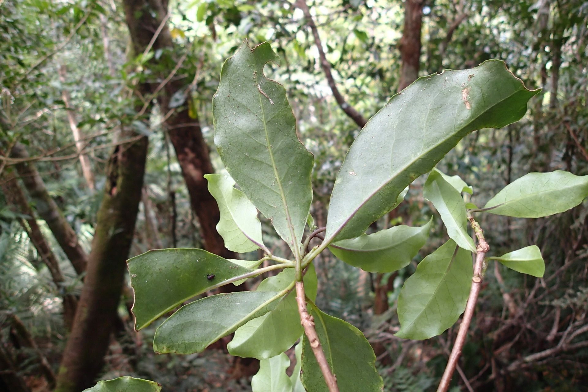 Symplocos montana — houseplant care guide