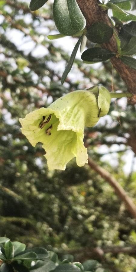 Crescentia mirabilis flower