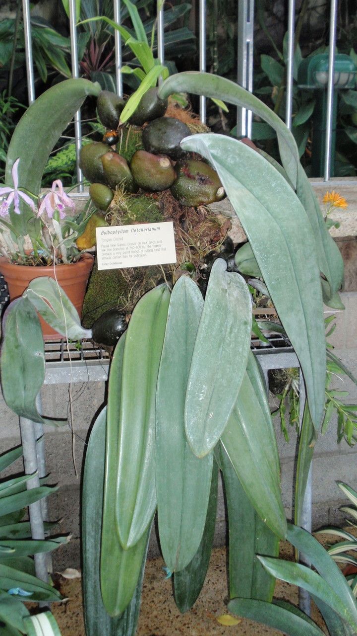 Bulbophyllum fletcherianum habit