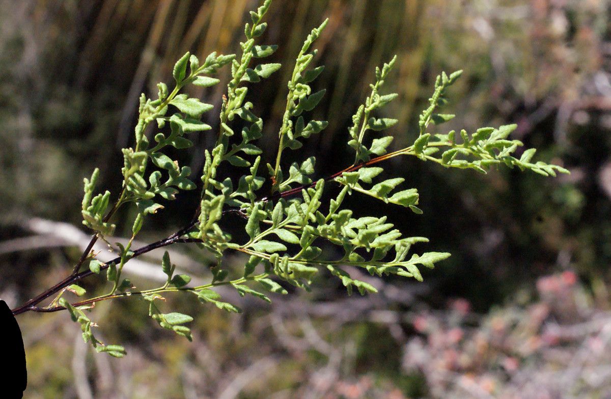 Cheilanthes distans leaf