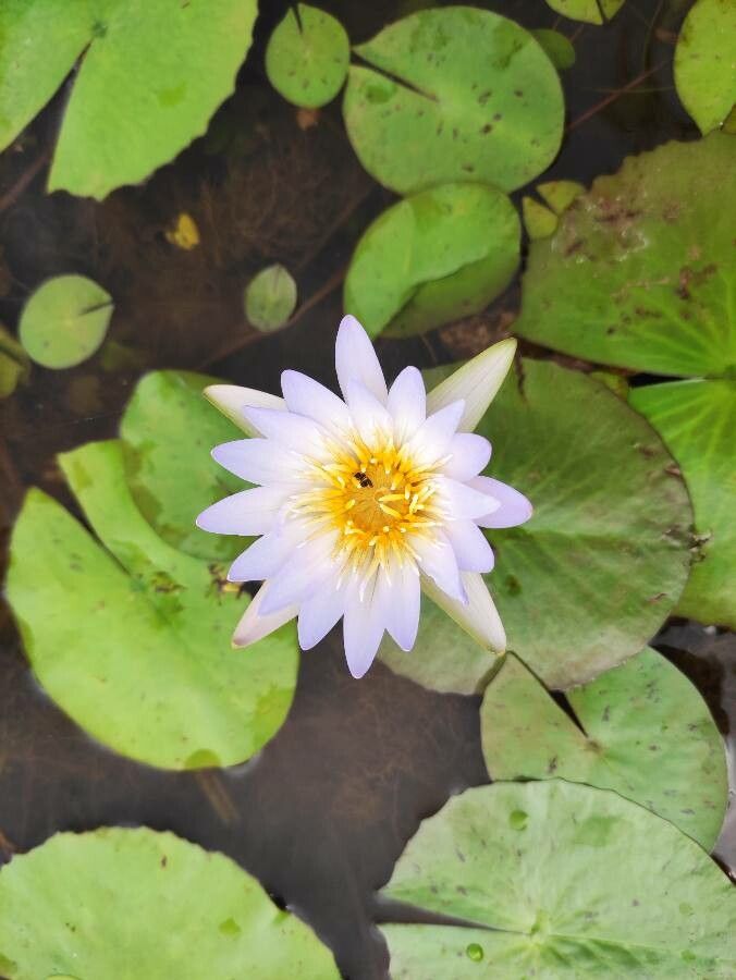 Nymphaea caerulea flower