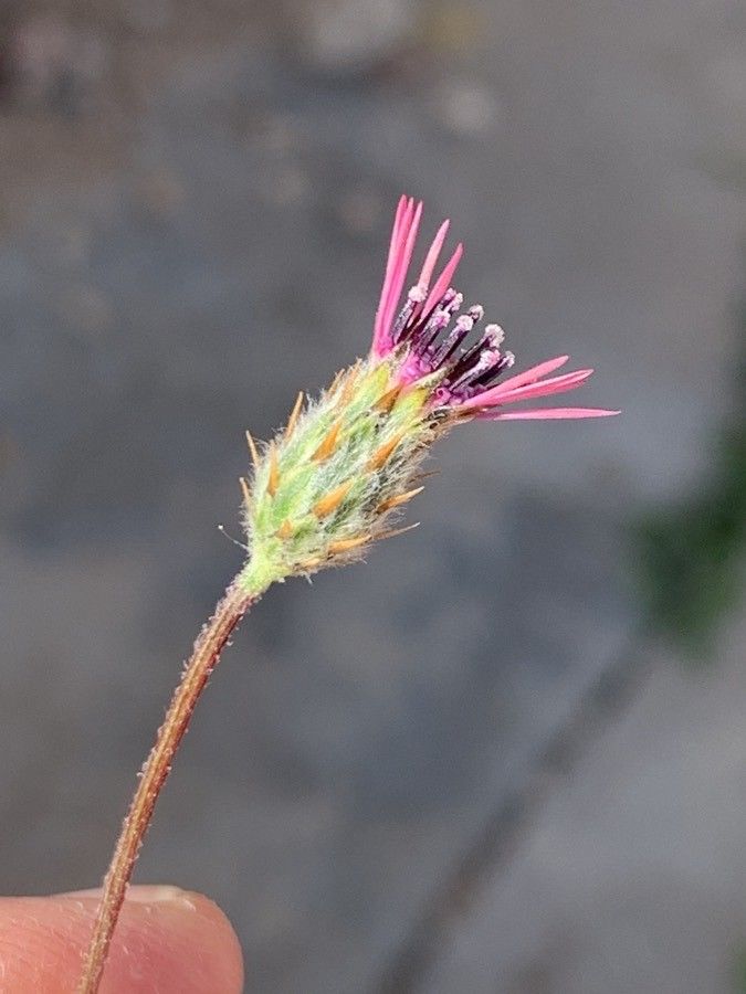 Volutaria tubuliflora flower