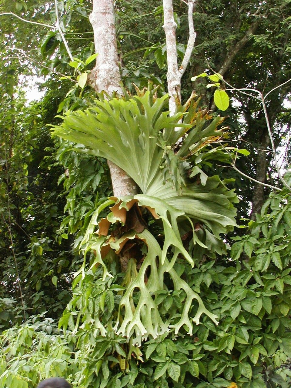 Platycerium wallichii — houseplant care guide