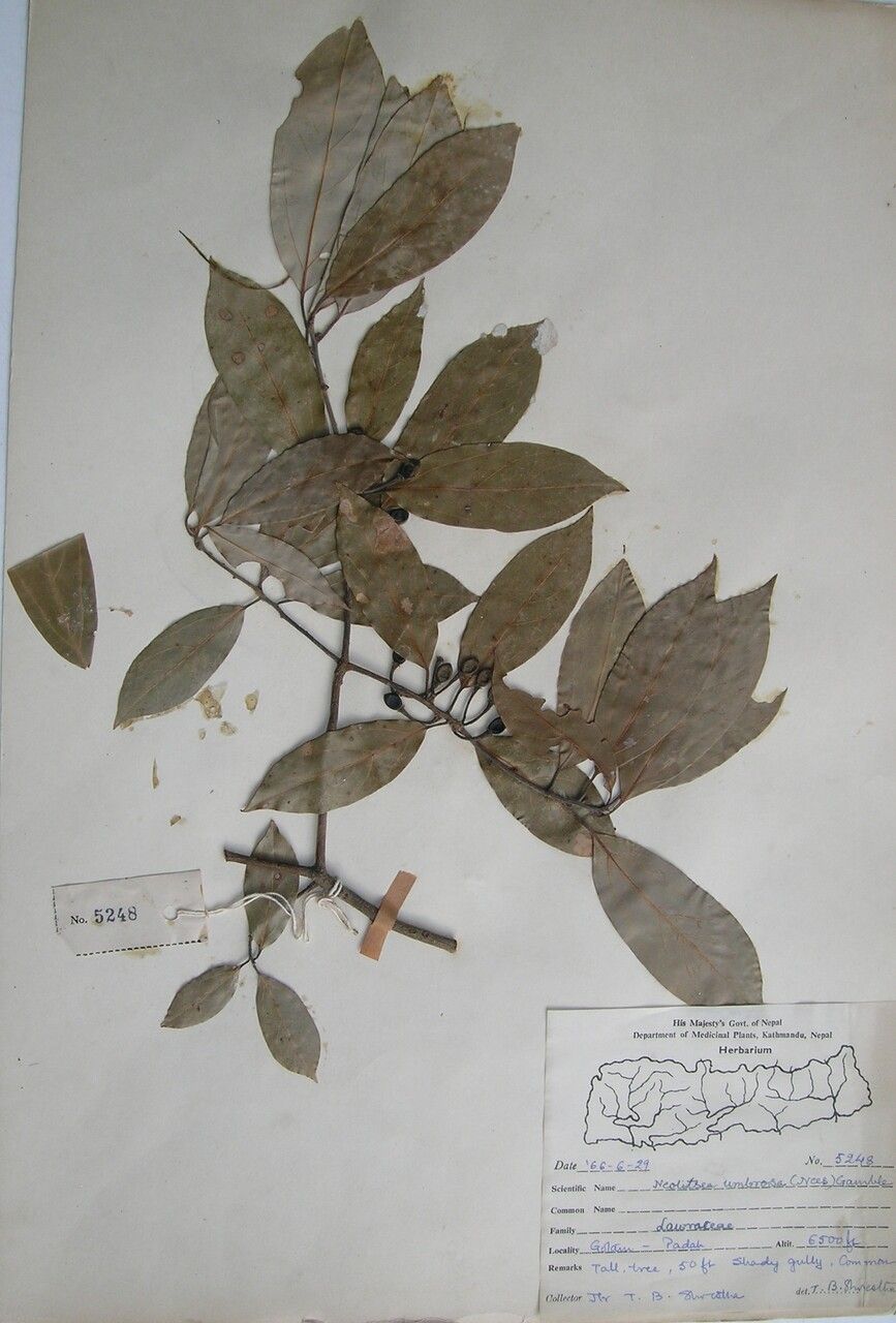Neolitsea foliosa
