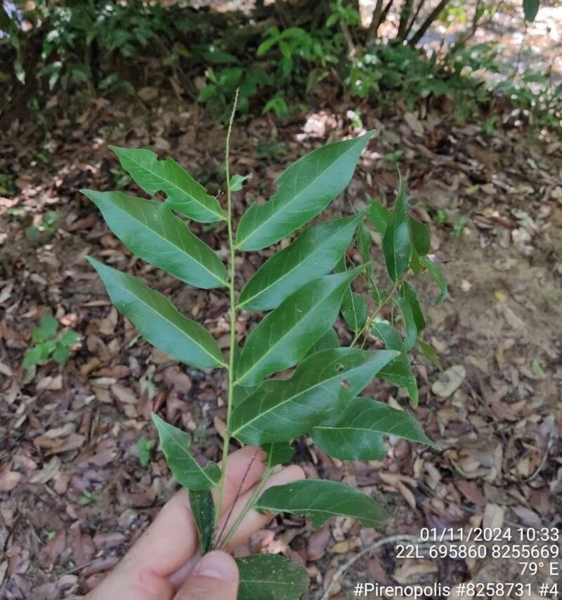 Hirtella gracilipes leaf
