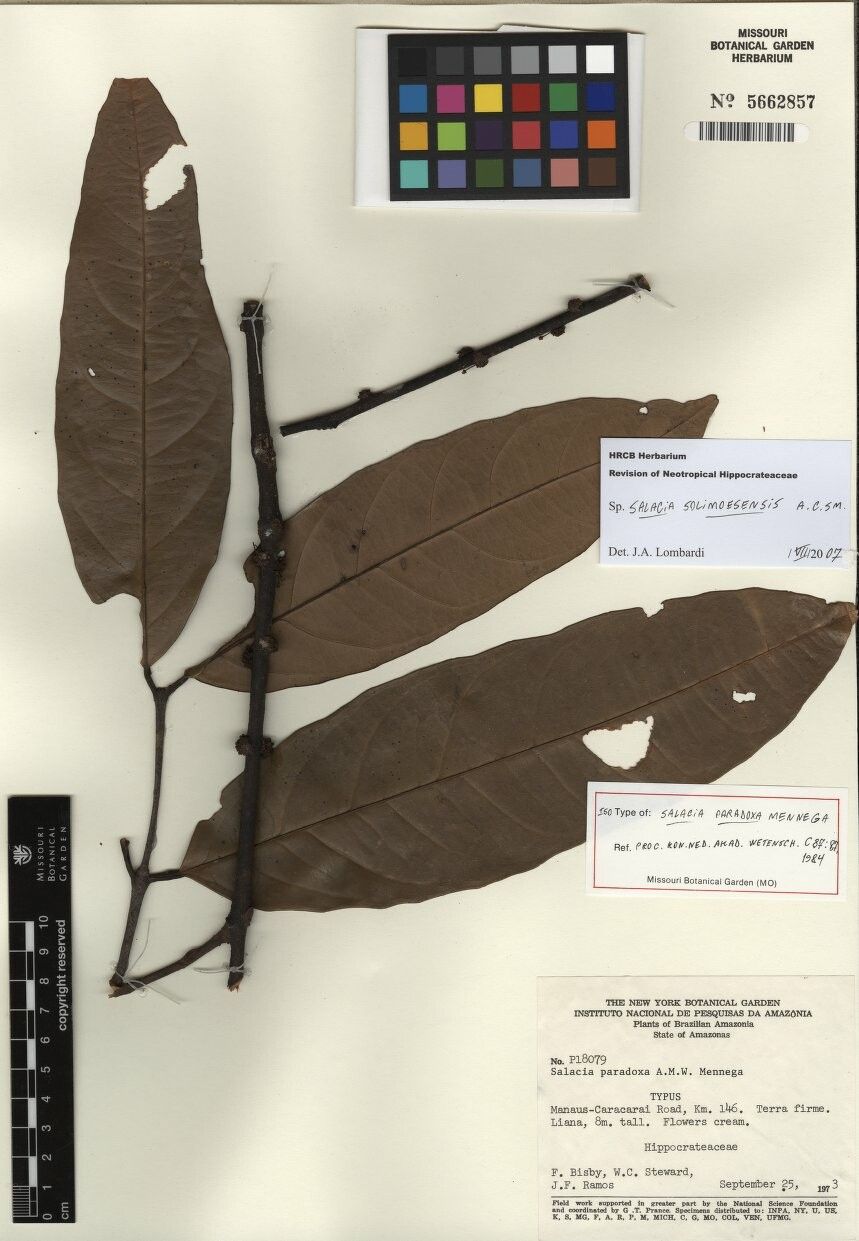 Salacia solimoesensis — houseplant care guide