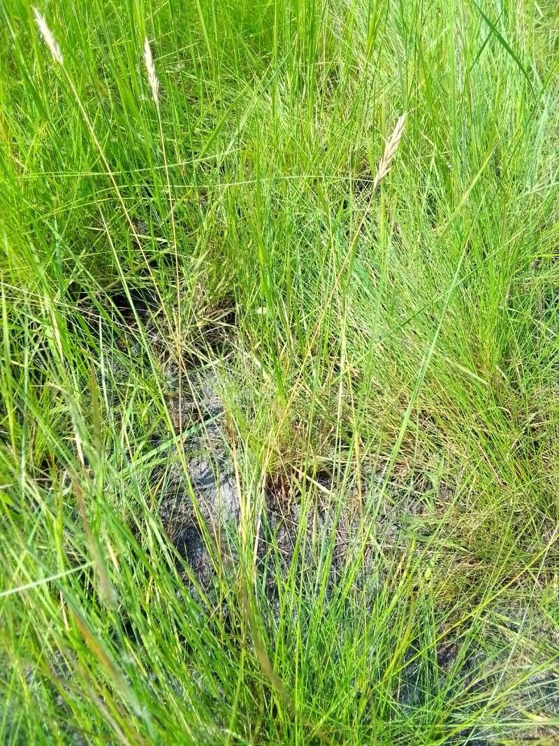 Loudetia vanderystii — houseplant care guide