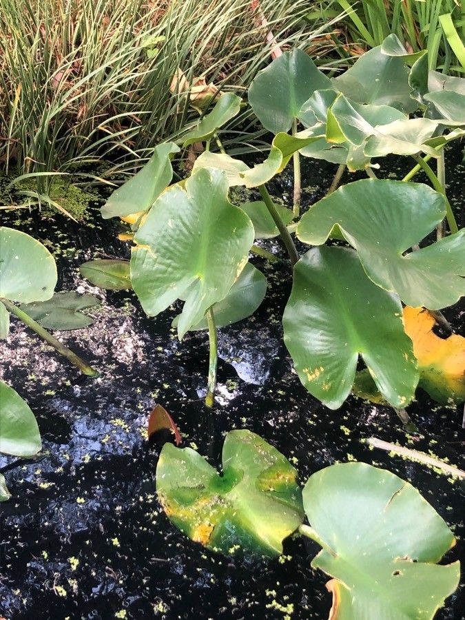 Nuphar polysepala — search result for 'Nuphar'