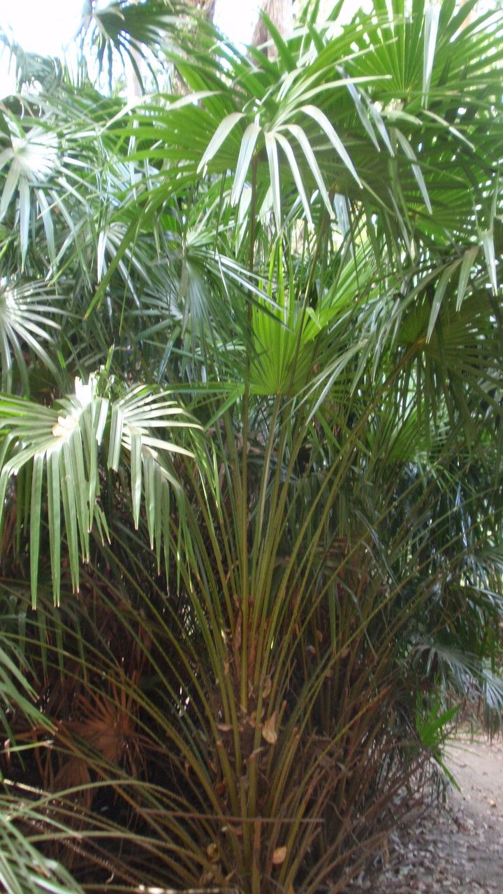 Livistona humilis — search result for 'Arecaceae'