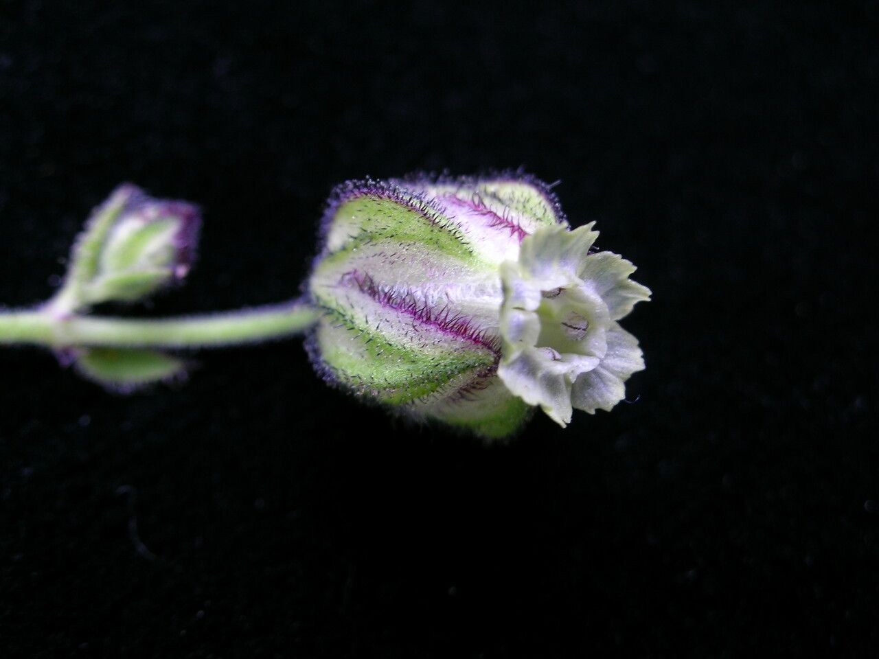 Silene edgeworthii — houseplant care guide