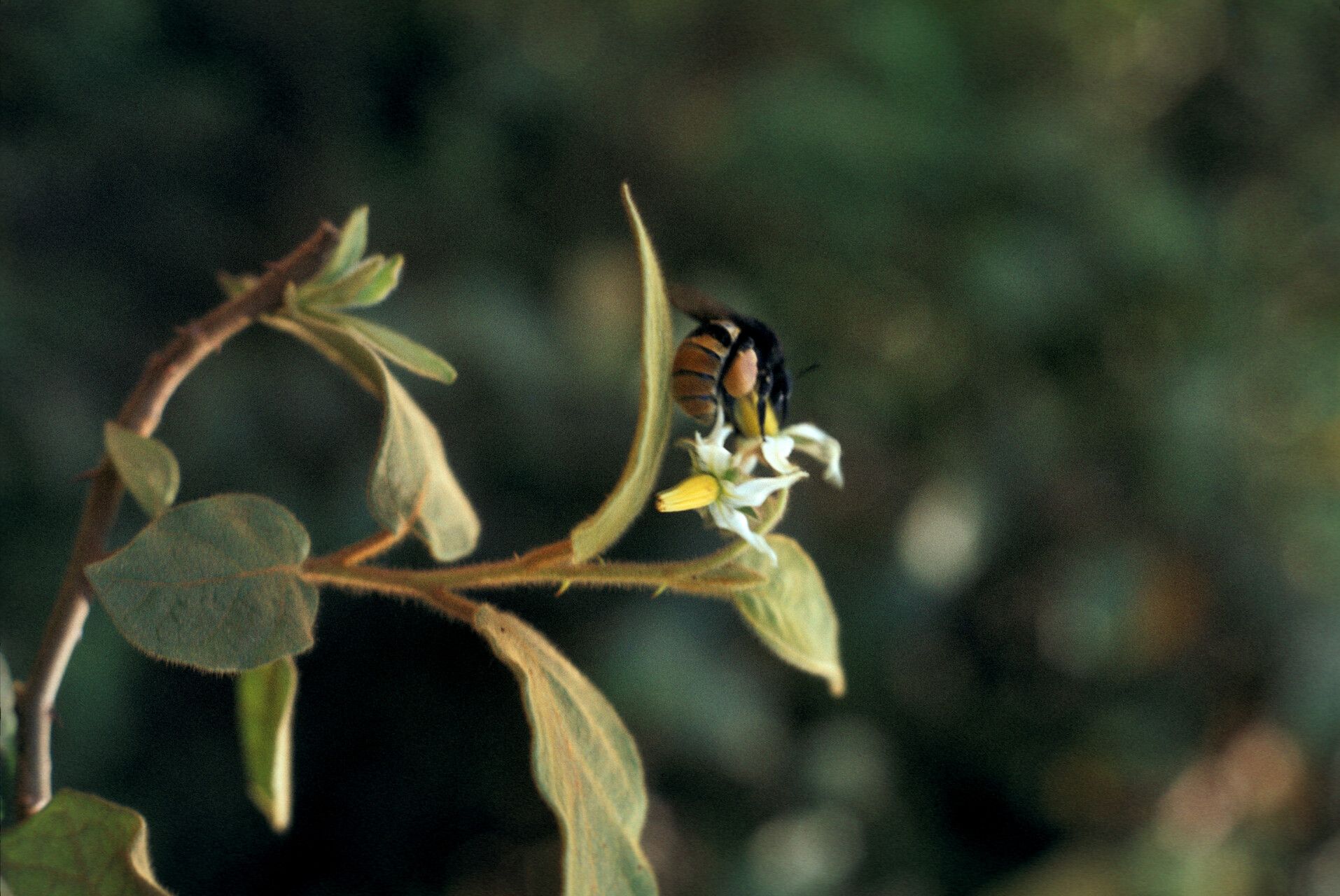 Solanum velutinum — houseplant care guide