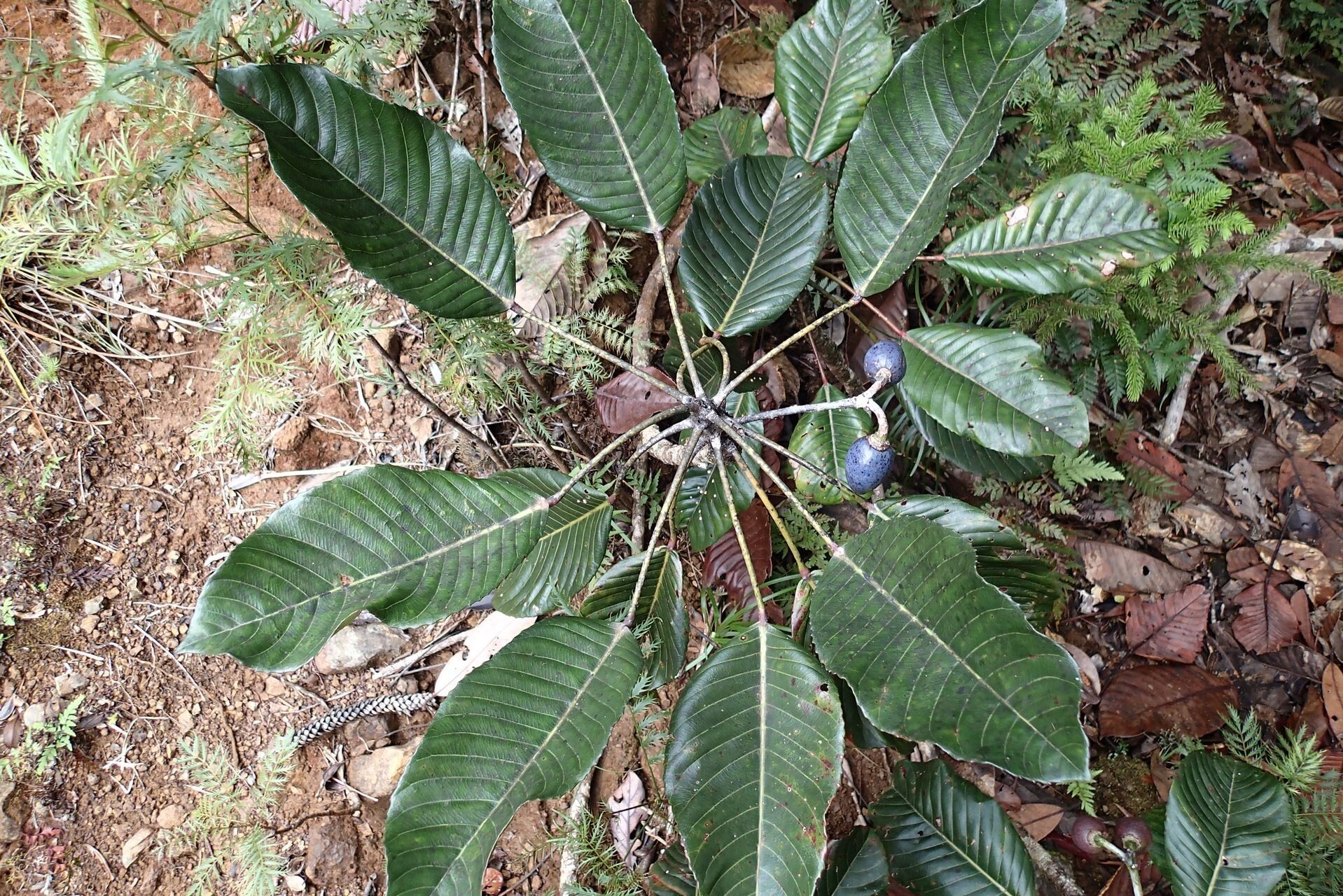 Elaeocarpus gummatus — houseplant care guide