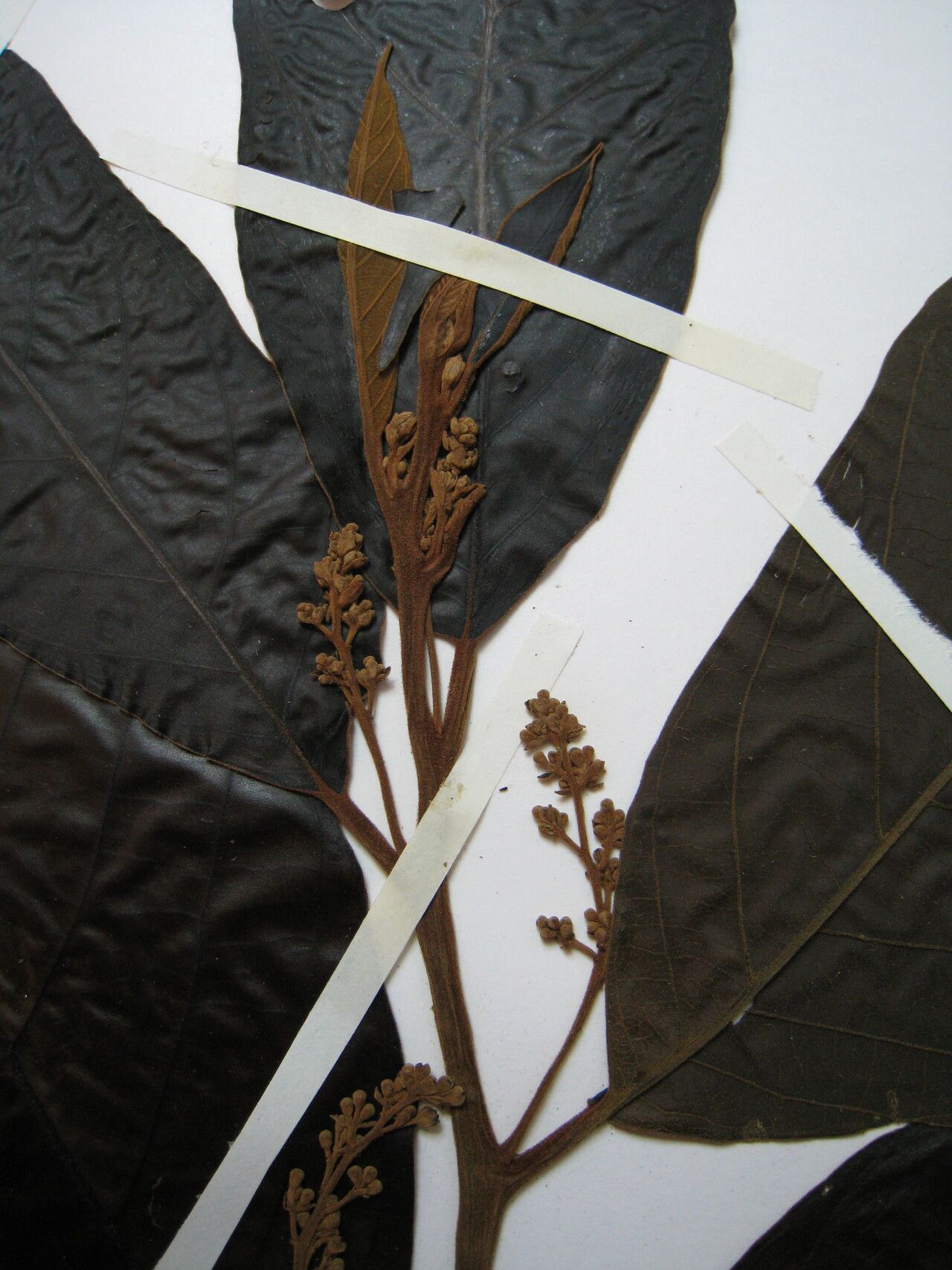 Rhodostemonodaphne kunthiana other