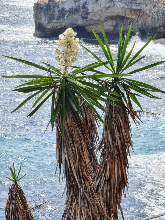 Yucca elephantipes flower