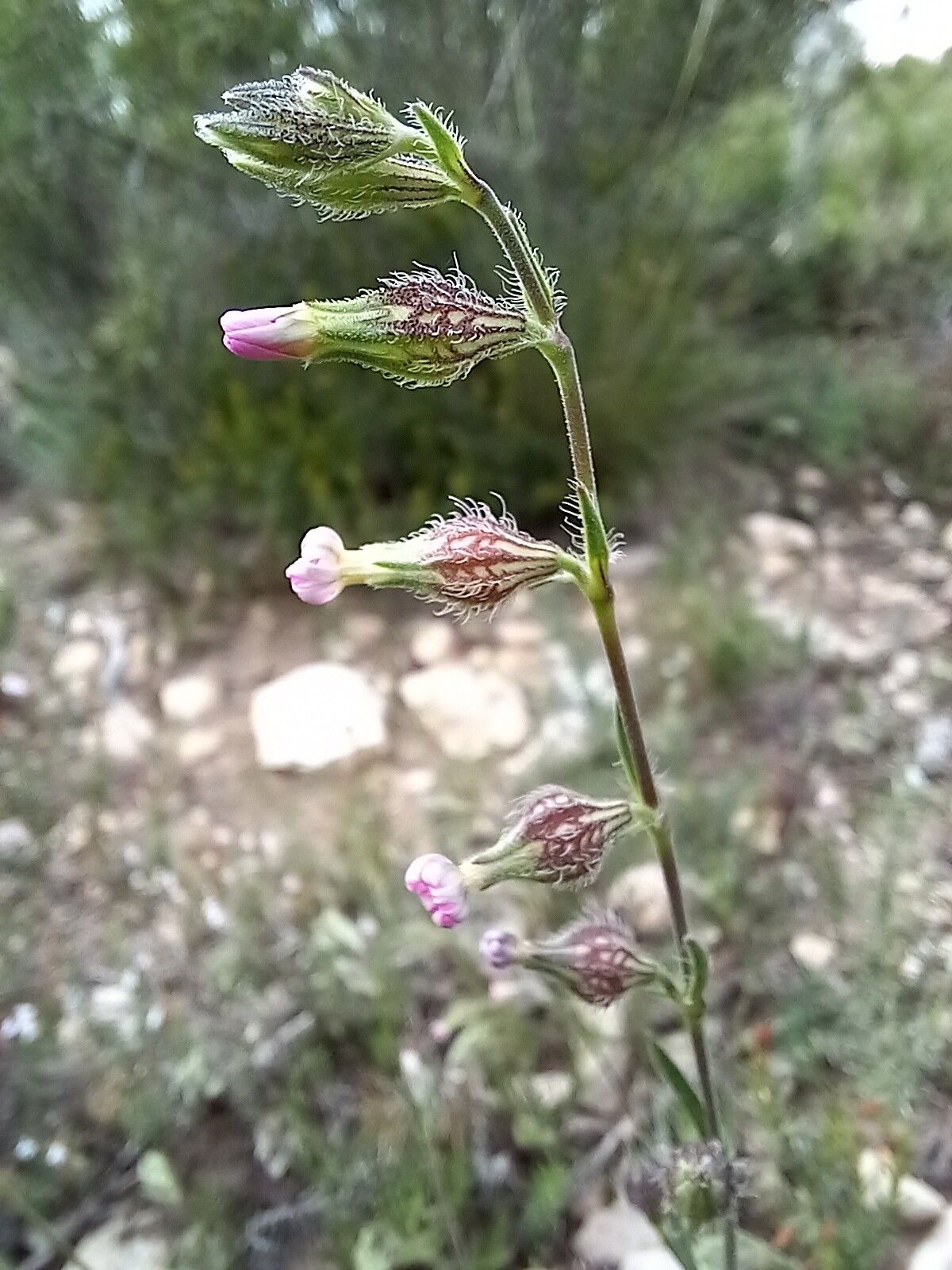 Silene sclerocarpa flower