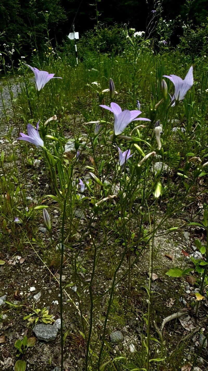 Campanula patula subsp. abietina flower