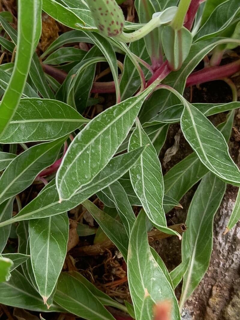 Oenothera macrocarpa leaf