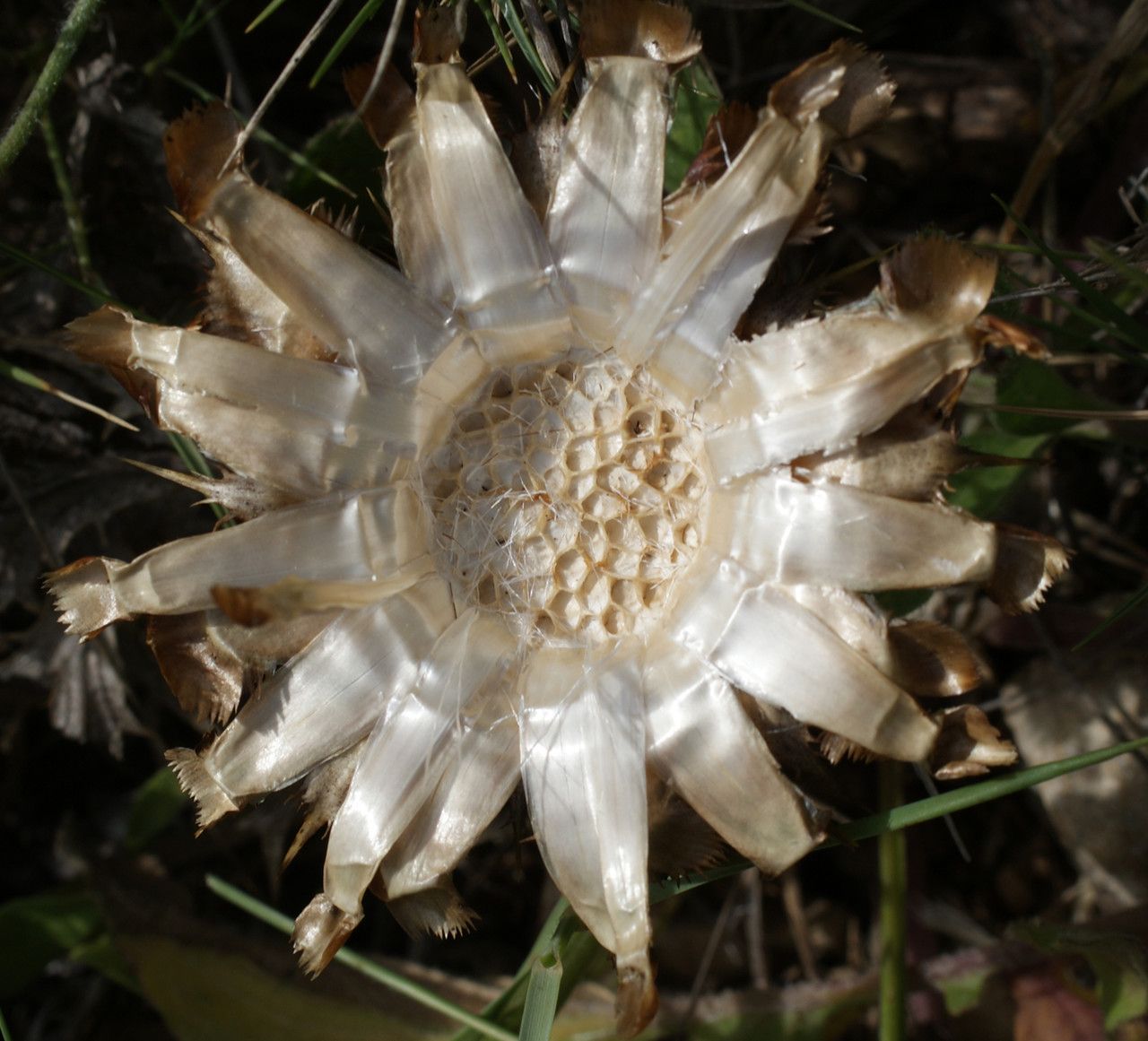Centaurea acaulis fruit
