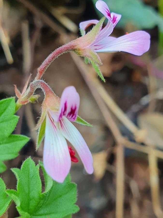 Pelargonium glechomoides flower
