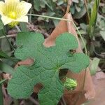 Cucurbita ficifolia