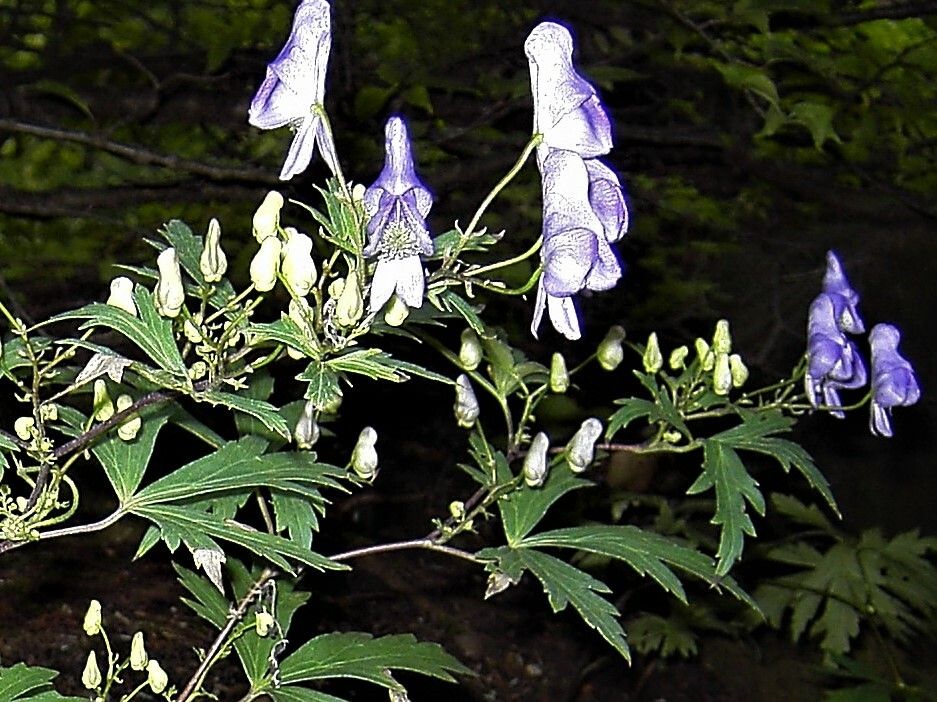 Aconitum japonicum flower
