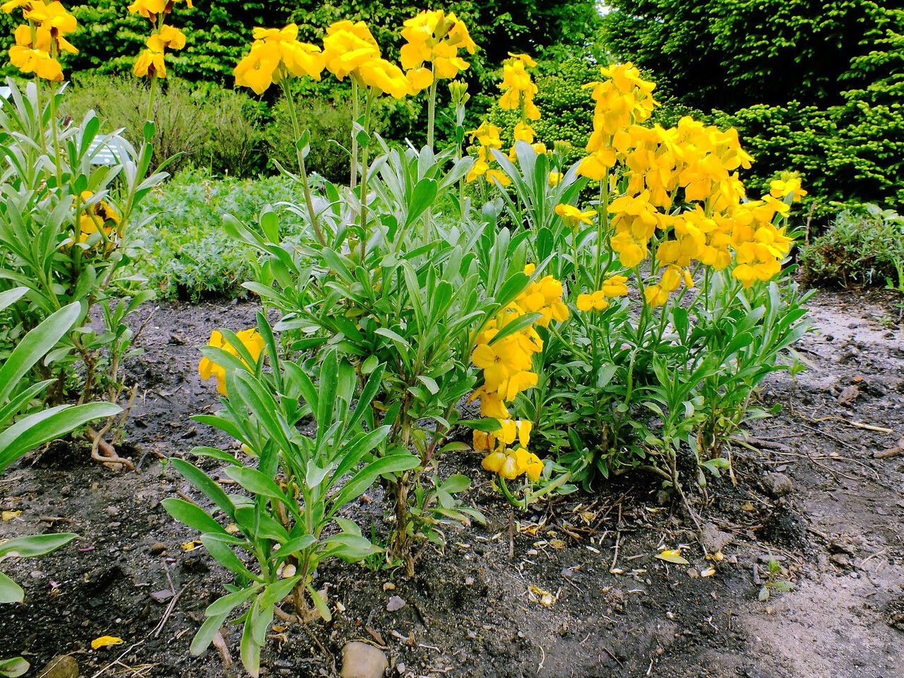 Erysimum × cheiri flower