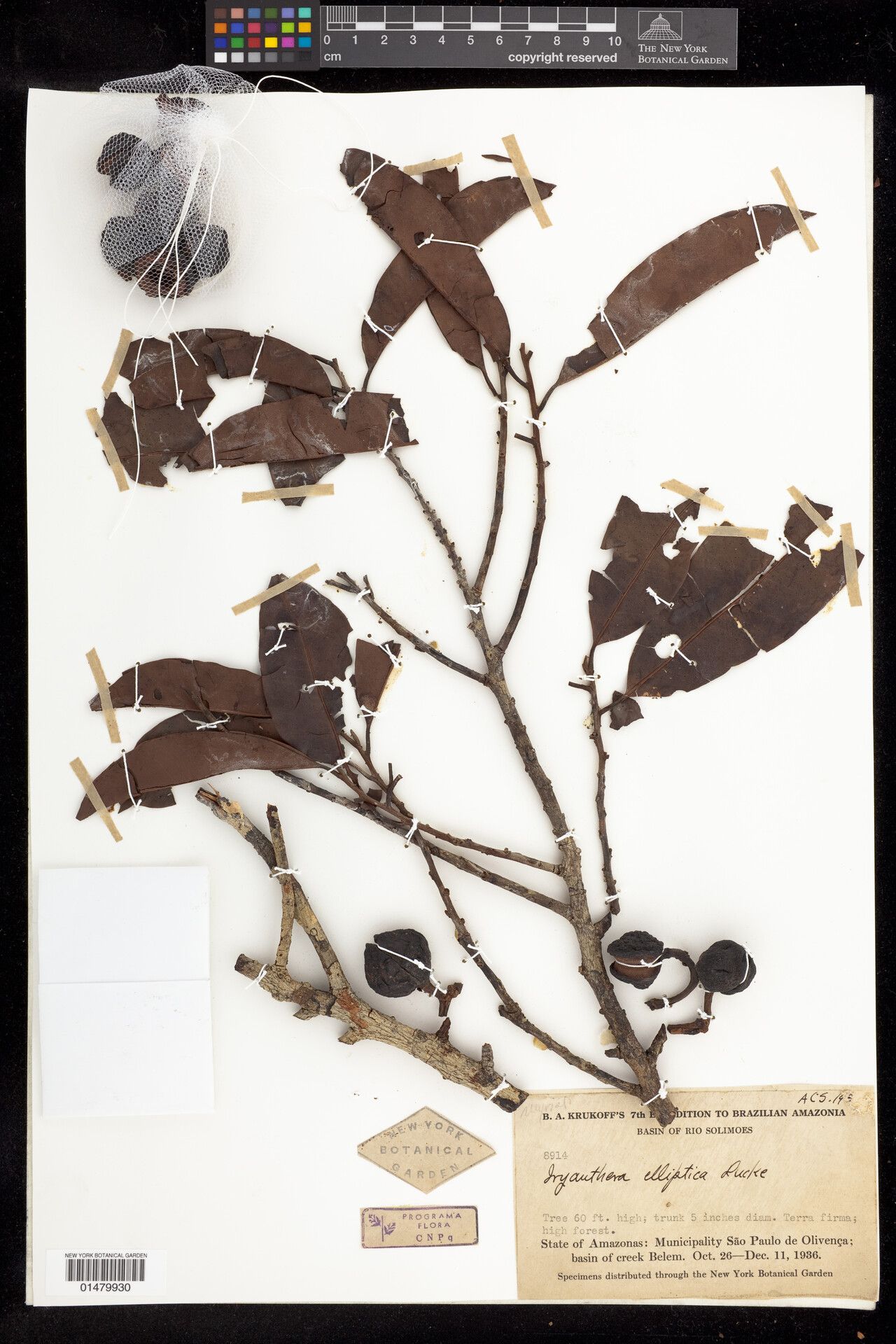 Iryanthera elliptica fruit