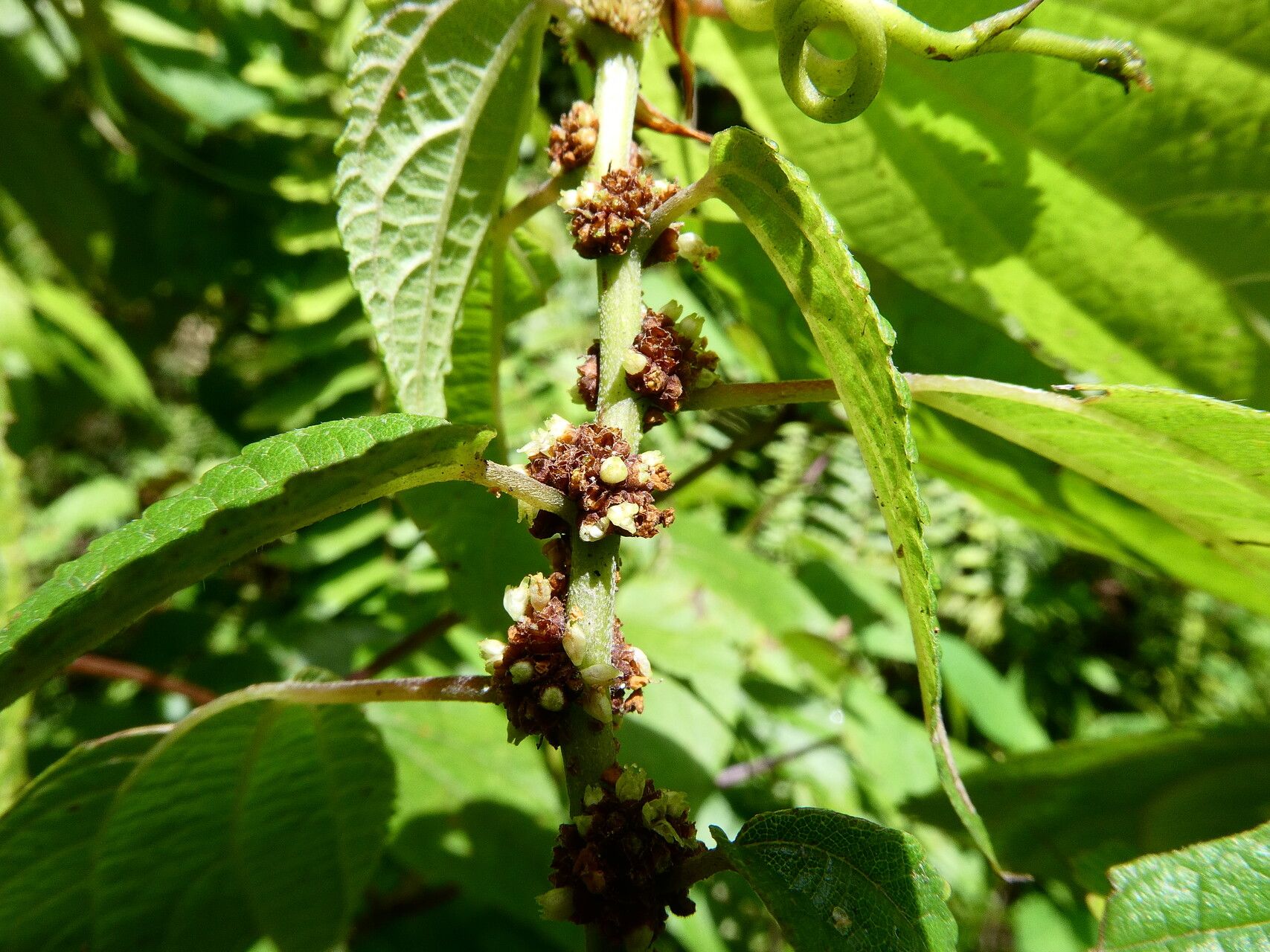 Boehmeria ramiflora fruit