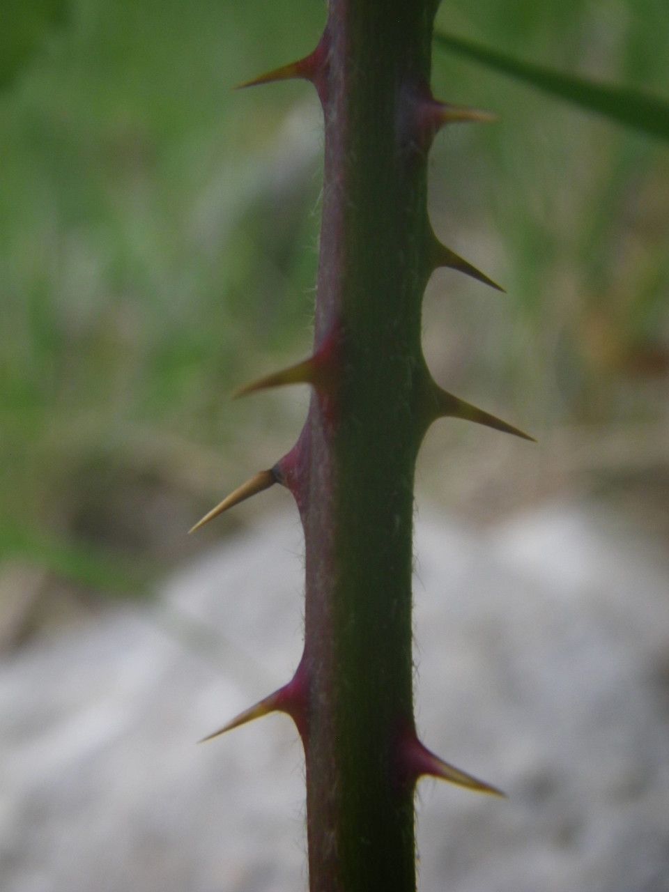 Rubus × collinus bark