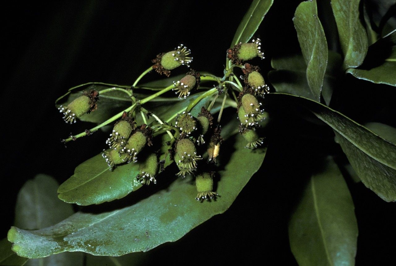 Medusagyne oppositifolia — houseplant care guide